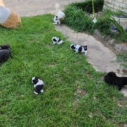 Shih Tzu Puppies from Keepin' it X-tra Shih-Tzu
