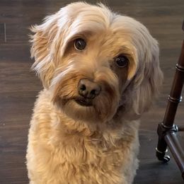 Mocha - Australian Labradoodle