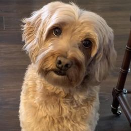 Mocha - Australian Labradoodle