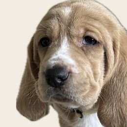 Basset Hounds from Howling Hounds of Bowersville