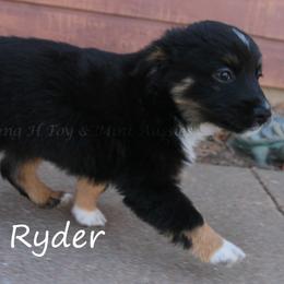 Ryder - male Miniature Australian Shepherd puppy in Godley, Texas from Flying H Toy and Mini Aussies