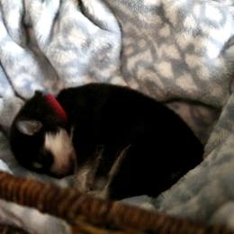 Pomsky Puppies from Saint Peters Pomskies