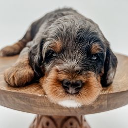 Goldendoodle Puppies from Posh Paws Puppies