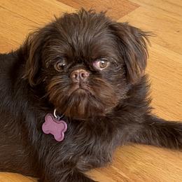 Brussels Griffons, Chihuahuas, and French Bulldogs from BZB Griffs