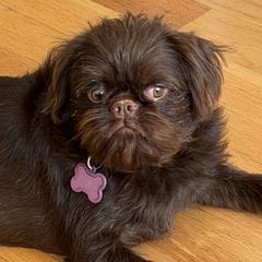 Brussels Griffons, Chihuahuas, and French Bulldogs from BZB Griffs