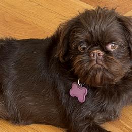 Brussels Griffons, Chihuahuas, and French Bulldogs from BZB Griffs