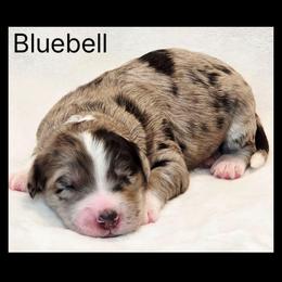 Bluebell - Blue merle male Sheepadoodle puppy in Roseburg, Oregon from Lookingglass Doodles