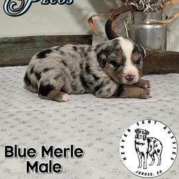 Pecos - Blue merle male Miniature Australian Shepherd puppy in Jaroso, Colorado from Heaven Sent Aussies