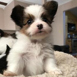 Papillon puppies from A Breed Apart Papillons