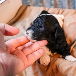 Poodle Puppies from BC’s Poodles on the Mountain