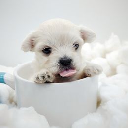 Companion Cross, Maltese, and Maltipoo Puppies from Seeking Shalom Acres Maltese, Maltipoos & Havamalts