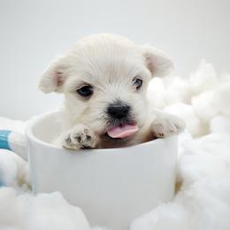 Companion Cross, Maltese, and Maltipoo Puppies from Seeking Shalom Acres Maltese, Maltipoos & Havamalts