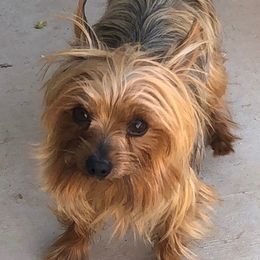 Yorkshire Terriers from Castillon Kennel
