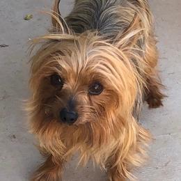Yorkshire Terriers from Castillon Kennel