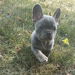 French Bulldog Puppies from Christie's Frenchies