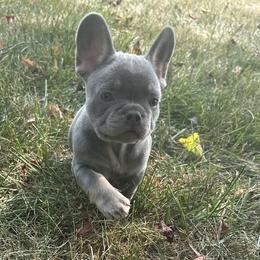 French Bulldog Puppies from Christie's Frenchies