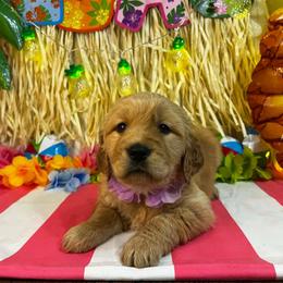 Bermuda - Dark golden female Golden Retriever puppy in Sandy, Oregon from Treasured K-9s