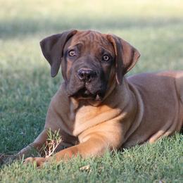 Fresca - Reddish brown female Boerboel puppy in Shawnee, Oklahoma from TXT Boerboels