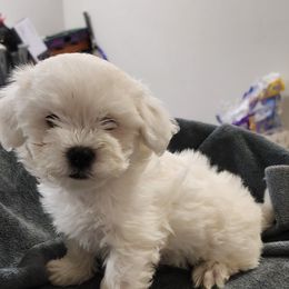 Zach Jr - White male Havanese puppy in Fort Bend County, Texas from Marcia Hamlet