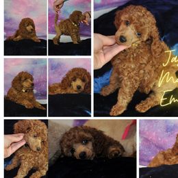 Poodle Puppies from Moyen Majestic Embrace