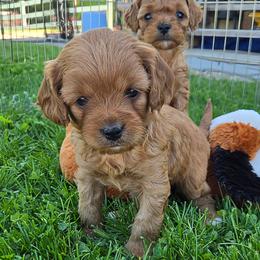 Trixy - Red female Cavapoo puppy in Blackfoot, Idaho from Rocky Desert Goldens and Cavaliers