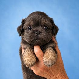 Slater - Blue male Shih Tzu puppy in Tallahassee, Florida from Bows and Bow Ties