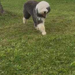 Old English Sheepdog Puppies from Yadah Sheepdogs