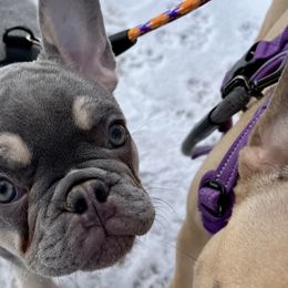 Violet - Tricolors French Bulldog puppy in Crystal Lake, Illinois from Breyer’s French Bulldogs