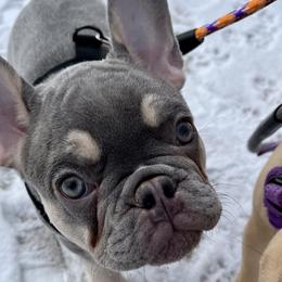 Violet - Tricolors French Bulldog puppy in Crystal Lake, Illinois from Breyer’s French Bulldogs