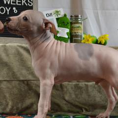 Boy 2 - White, black sable red American Hairless Terrier puppy in Alvin, Texas from Nekkid Ambition AHT's