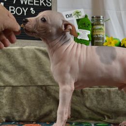 Boy 2 - White, black sable red American Hairless Terrier puppy in Alvin, Texas from Nekkid Ambition AHT's