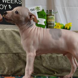 Boy 2 - White, black sable red American Hairless Terrier puppy in Alvin, Texas from Nekkid Ambition AHT's
