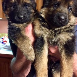 German Shepherd Puppies from Kron-Muller Haus Shepherds