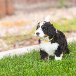 Bernedoodle and Goldendoodle Puppies from Sunnydoodle Utah