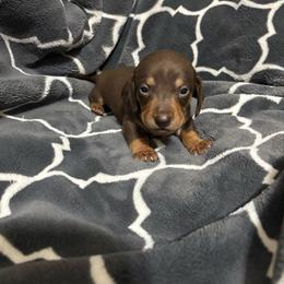 Boy 3 - Chocolate and tan male Dachshund puppy in Pocola, Oklahoma from D & F Doxies