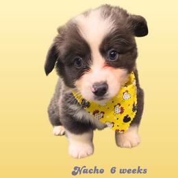 Nacho - Gray and white male American Corgi puppy in Mansfield, Ohio from Moonrise corgis