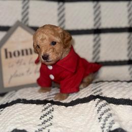 Stymie - Apricot male Poodle puppy in Hemet, California from Vallevistadoodles