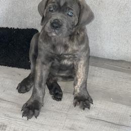 Cane Corso Puppies from Elite Legacy Corsos