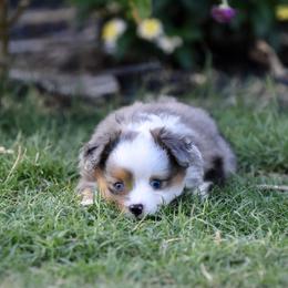 Morgan - Blue merle female Toy Australian Shepherd puppy in Wichita Falls, Texas from Shooting Stars Ranch Toy and Mini Aussies