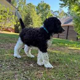 Simon - Light Blue Collar - Parti male Poodle puppy in Monroe, North Carolina from The Klepper Homestead
