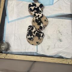 English Cocker Spaniel Puppies from Karyn Rivera