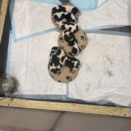 English Cocker Spaniel Puppies from Karyn Rivera