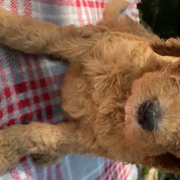 Girl 2 - Goldendoodle puppy in Kingwood, Texas from Prime Doodles