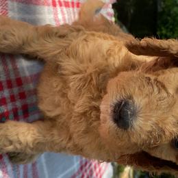 Girl 2 - Goldendoodle puppy in Kingwood, Texas from Prime Doodles