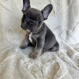 French Bulldog puppies from Cert. Frenchies