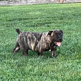 Brindle Female - Brindle female Boerboel puppy in Guysville, Ohio from Fueled Kennel