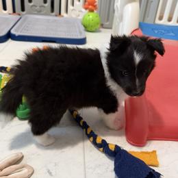 Bi Beauty - Black and white male Shetland Sheepdog puppy in Ypsilanti, Michigan from Rollinghills Breeders