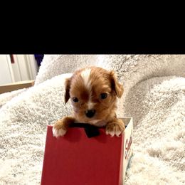 Cavalier King Charles Spaniel and Cavapoo Puppies from Texas Cavalier King Charles Spaniels Manard Enterprises