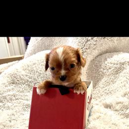 Cavalier King Charles Spaniel and Cavapoo Puppies from Texas Cavalier King Charles Spaniels Manard Enterprises