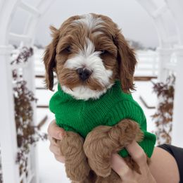 Goldendoodle puppies from Meadowlark Park